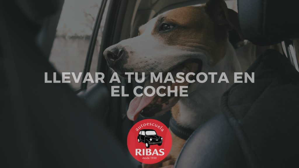 Cómo llevar a tu mascota en el coche